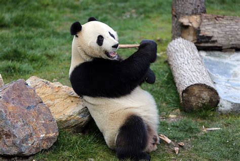 Wild Giant Panda Novibet